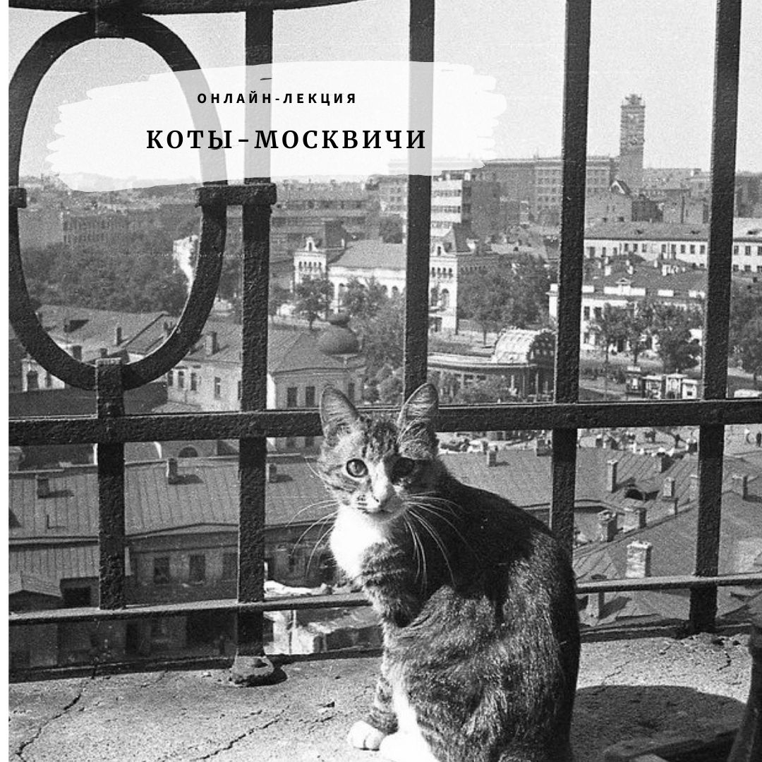 Лекция А. Митрофанова «Коты-москвичи»