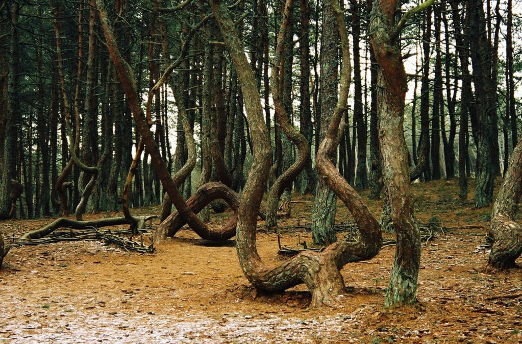 Танцующий лес.jpg