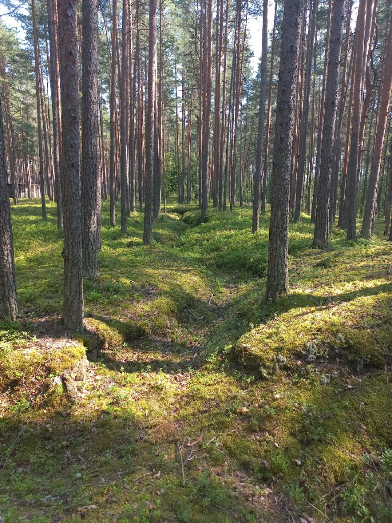 Окопы на линии Маннергейма, фото Ю. Егорова