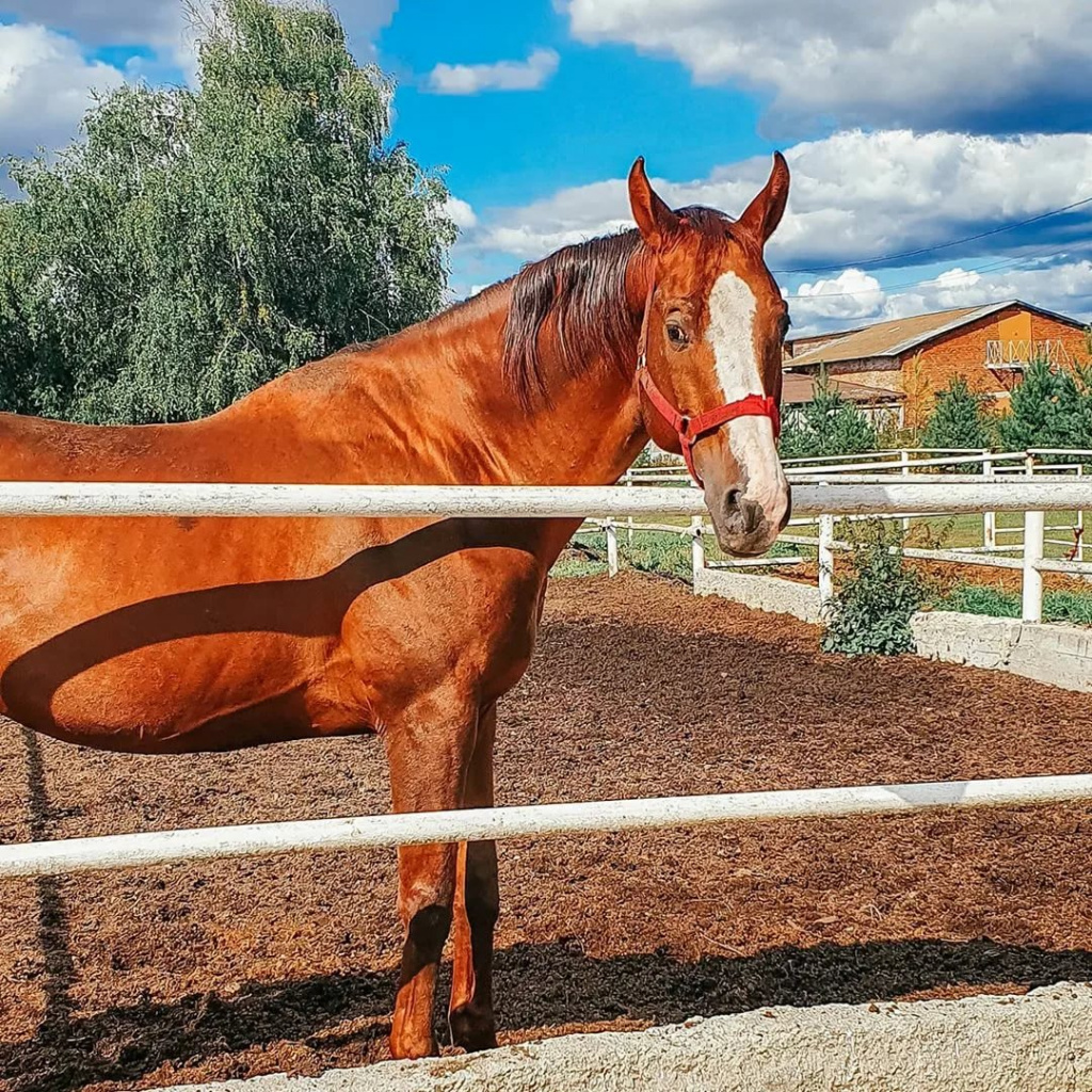 Лошадки в Дивово, фото К. Паначевой.jpg