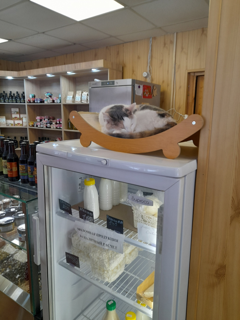 Котик в свиблово.jpg Котик в свиблово.jpg