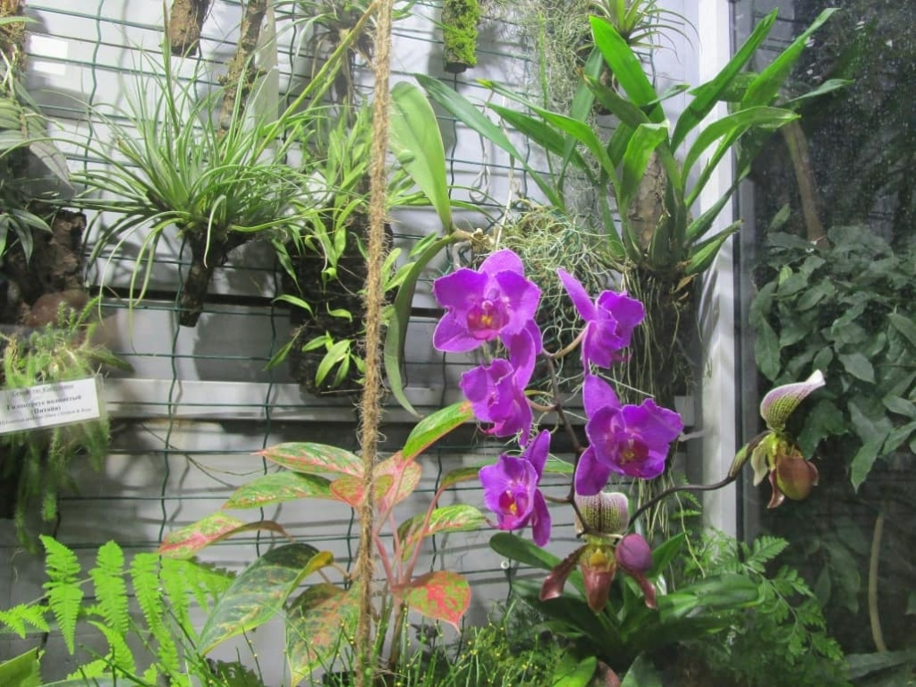орхидеи.jpg