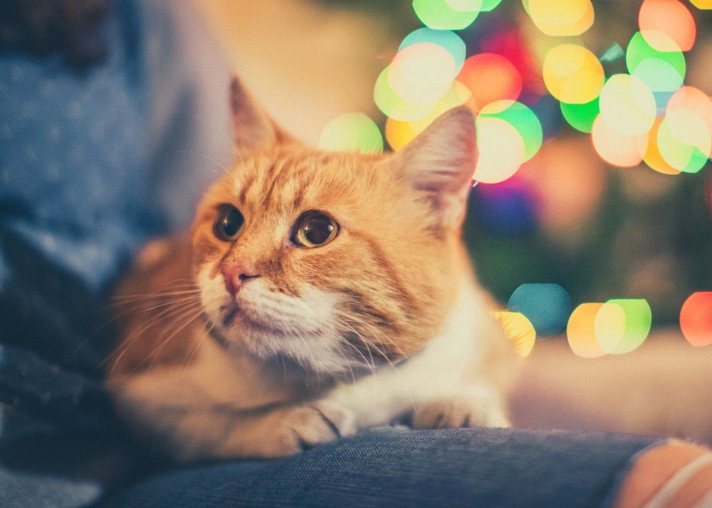 котэ котэ
