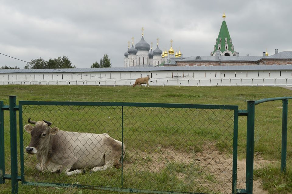 Макарий и коровы, фото В. Азаровой